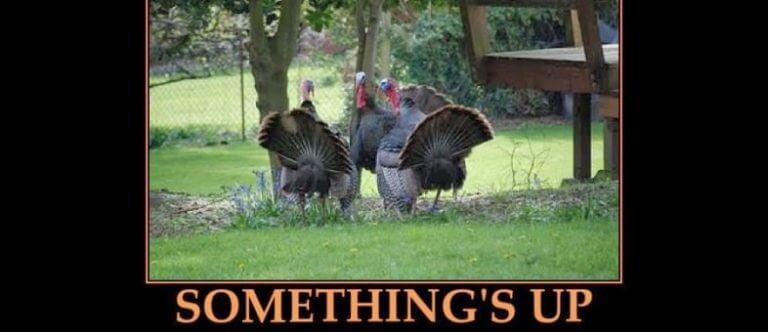 Fun Thanksgiving Myths and Facts